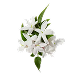 Jasmine