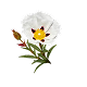 Labdanum