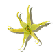 Ylang